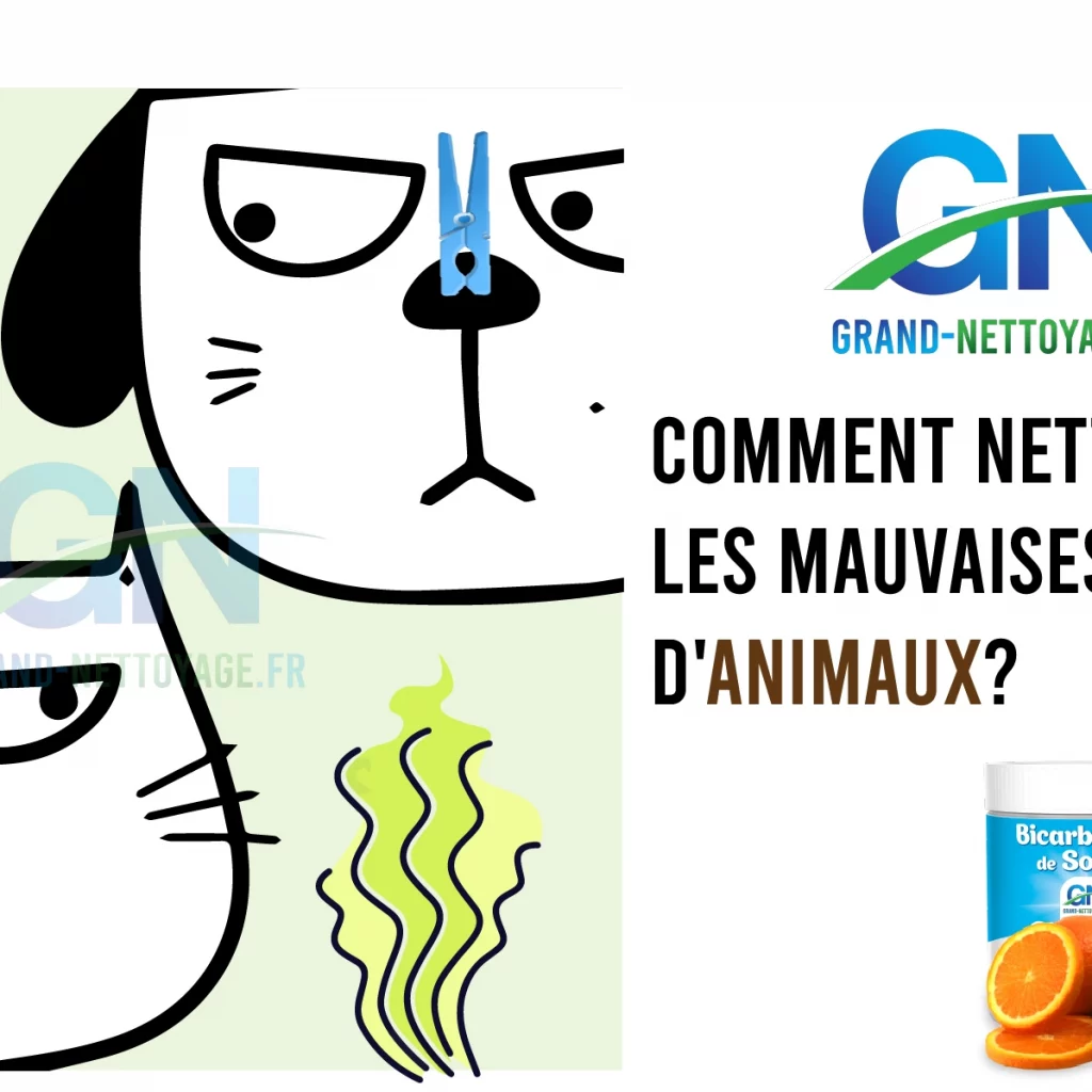 Nettoyage odeurs de chien